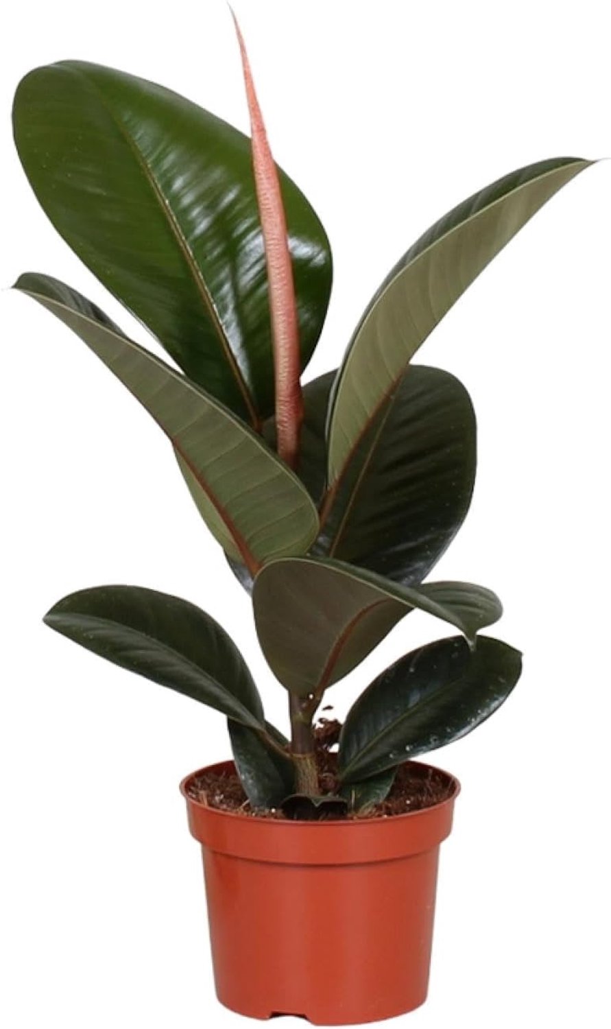 Elastica Robusta - 25-35cm - Ø12cm - Kamerplant - Groenblijvend