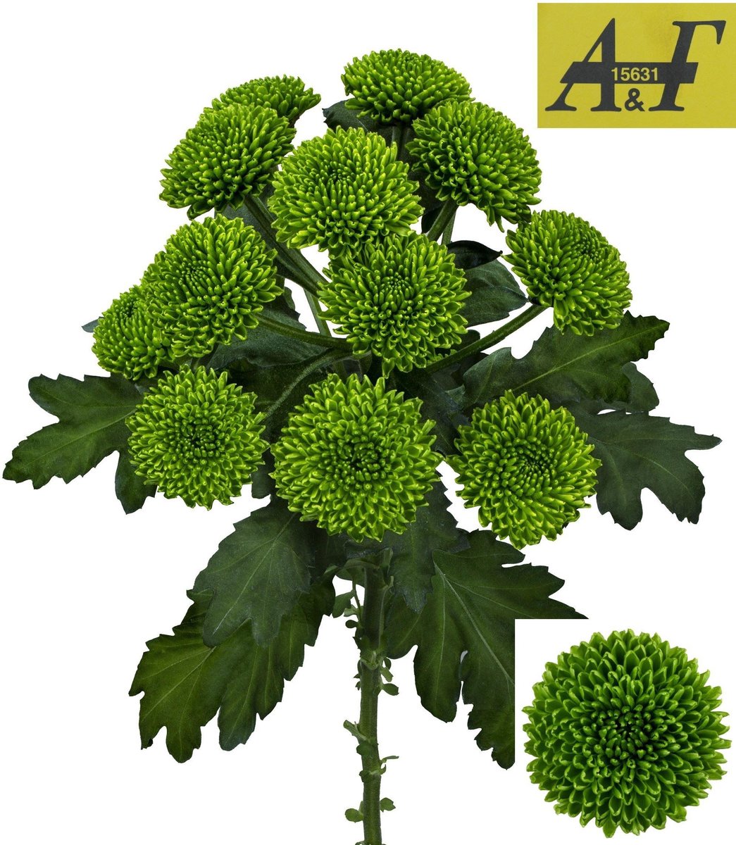 10x Chrysant chikorita 70cm