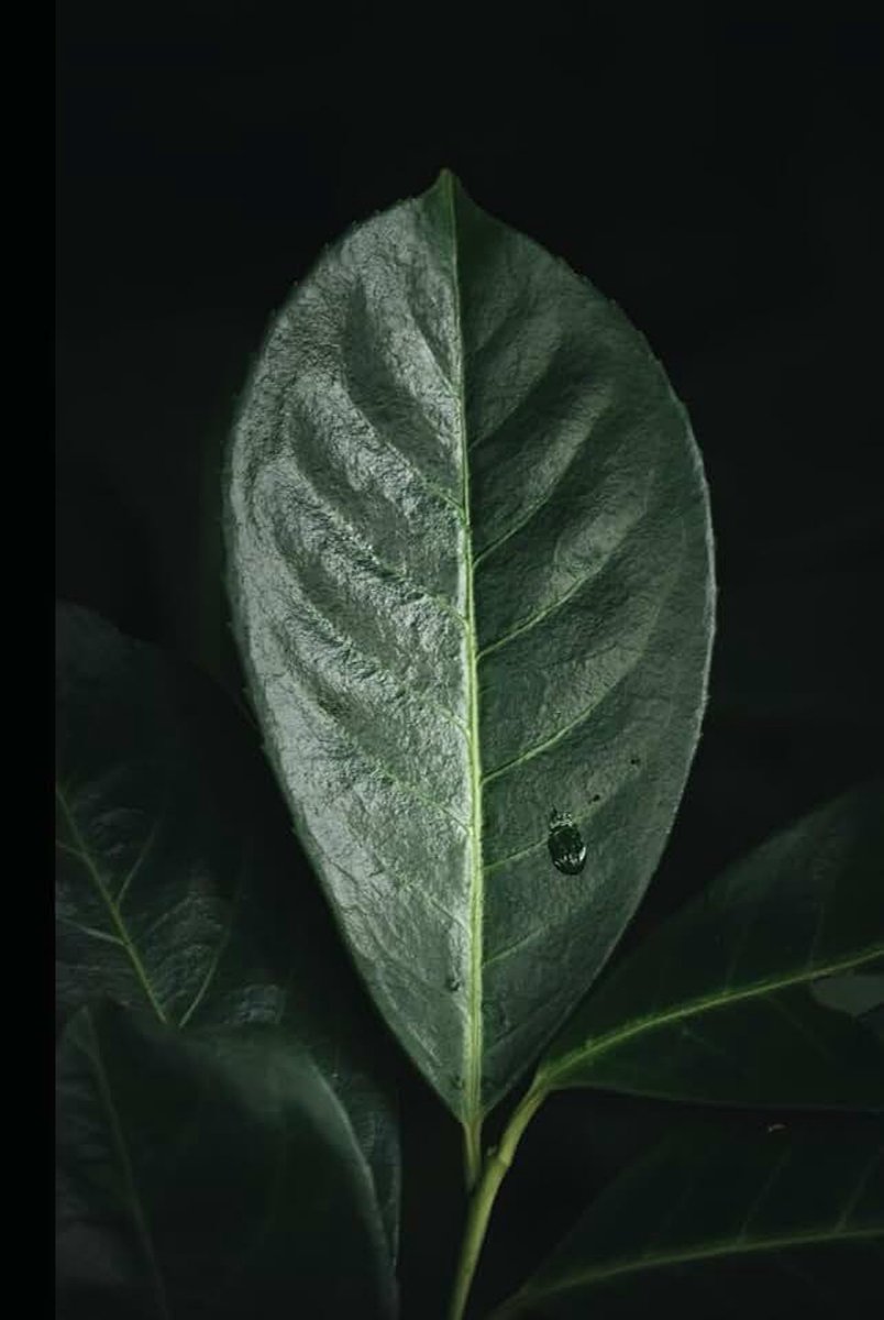Nature Collection Leaf dot journal