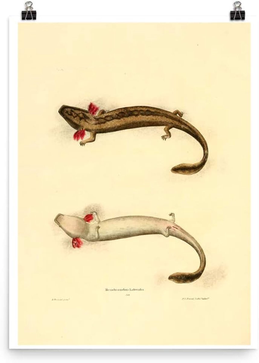 Antieke 1836 Mudpuppy Salamander Amfibieën Natuur Zoology Decor Art Poster Print