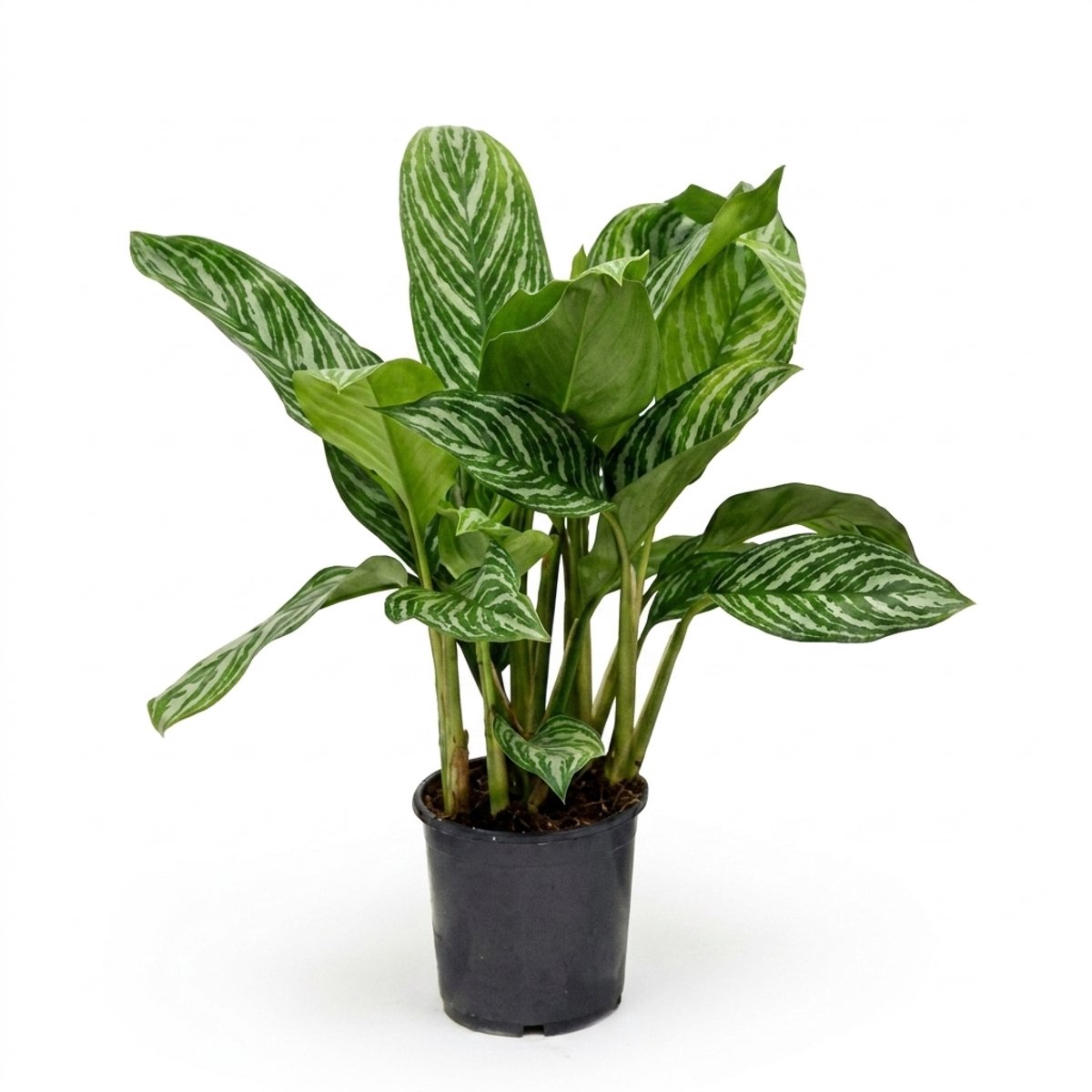 Bloomique - Aglaonema Stripes - Chinese Evergreen - Kamerplanten - Luchtzuiverend - Gemakkelijk te verzorgen - 50-70 cm hoog - Pot 17 cm