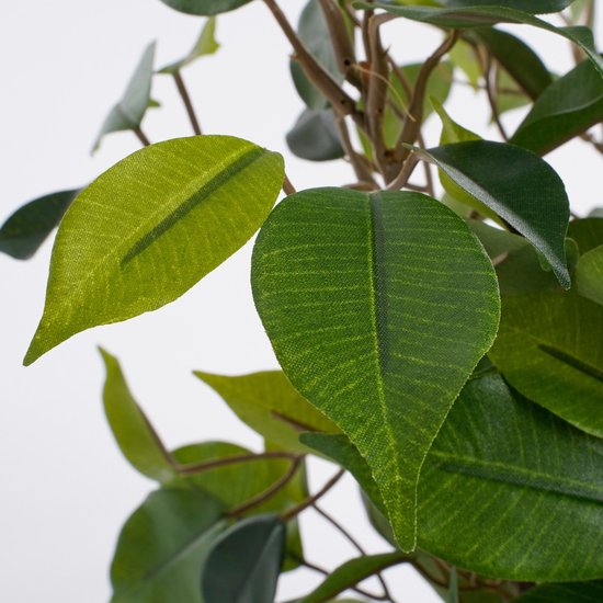 Close-up van groene ficusbladeren met bruine nerven.