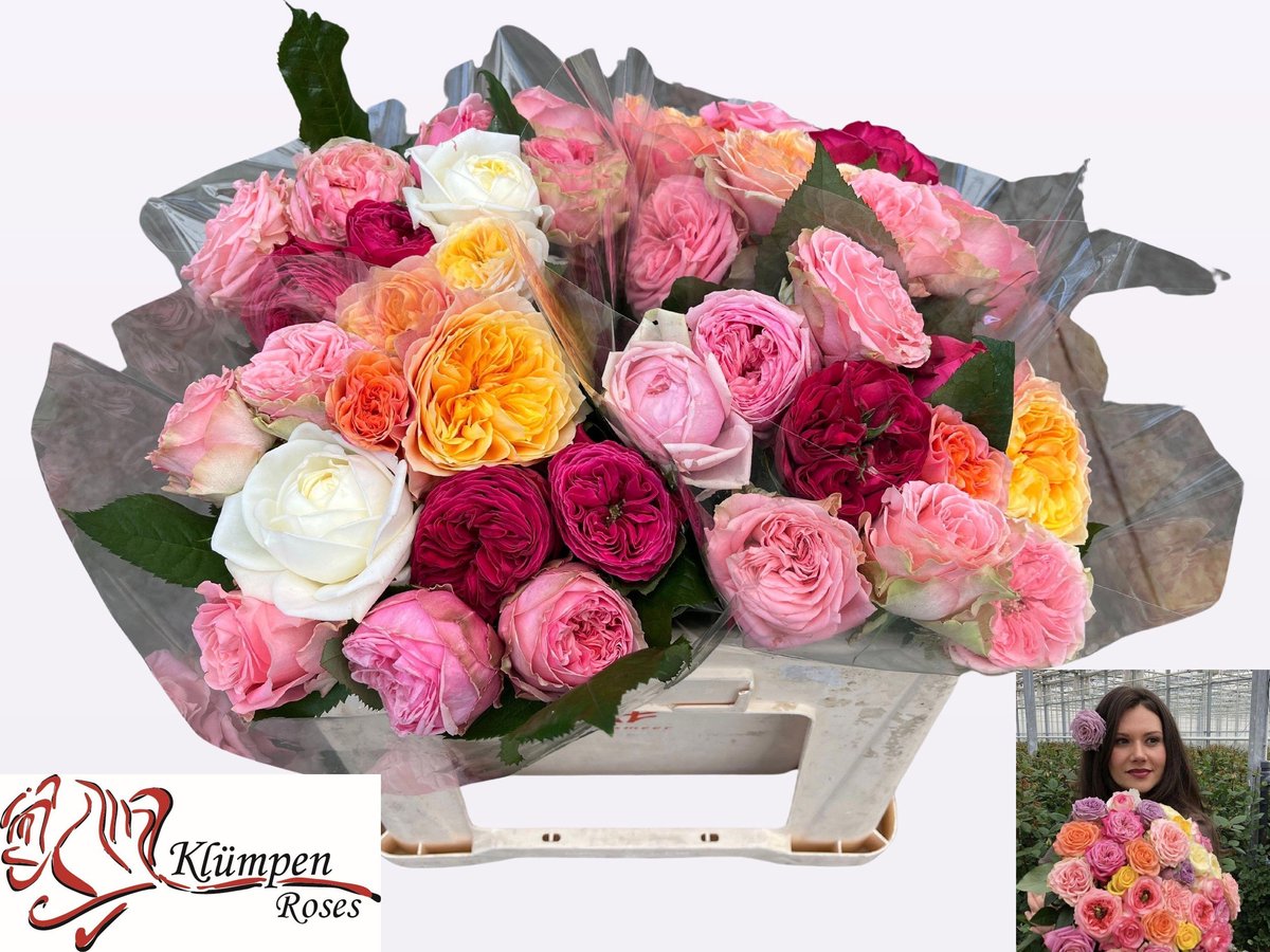 10x Rosa mix/bos gr 40cm