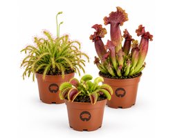 vdvelde.com - Set van 3 vleesetende planten - Vliegenval, Sarracenia & Zonnedauw - Ø 9 cm, hoogte ca. 15 cm - Vleesetende kamerplanten tegen insecten - Onderhoudsvriendelijk zonder chemicaliën