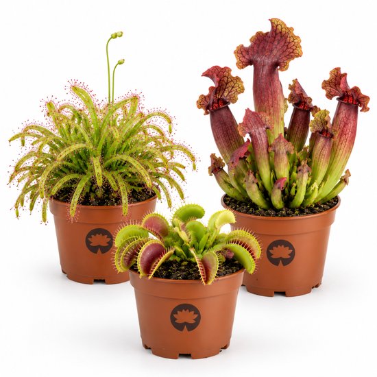Ensemble de trois plantes carnivores en pots marron : drôsera, Sarracenia et Dionée attrape-mouche sur fond blanc.