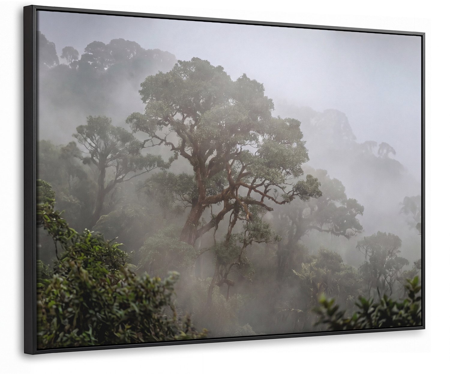 Canvas Schilderij met Baklijst - Boom - Mistig - Bos - Groen - Natuur