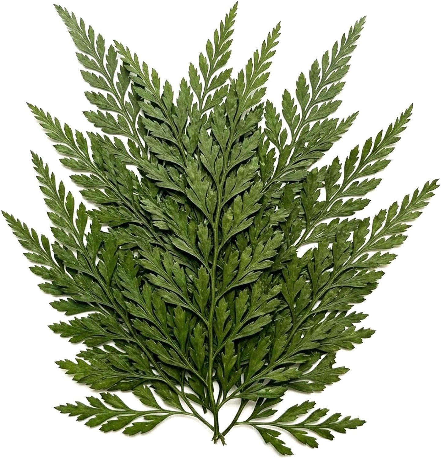 Gedroogde bloemen en bladeren 12 stuks - Geperste natuurmaterialen - Geschikt voor DIY-projecten - ShopVlot