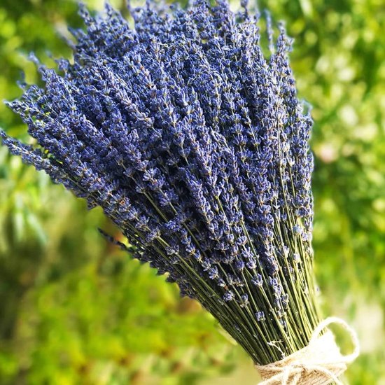 Close-up van een bos gedroogde lavendel met dichte paarse bloemen, gebonden met touw, met groene achtergrond.