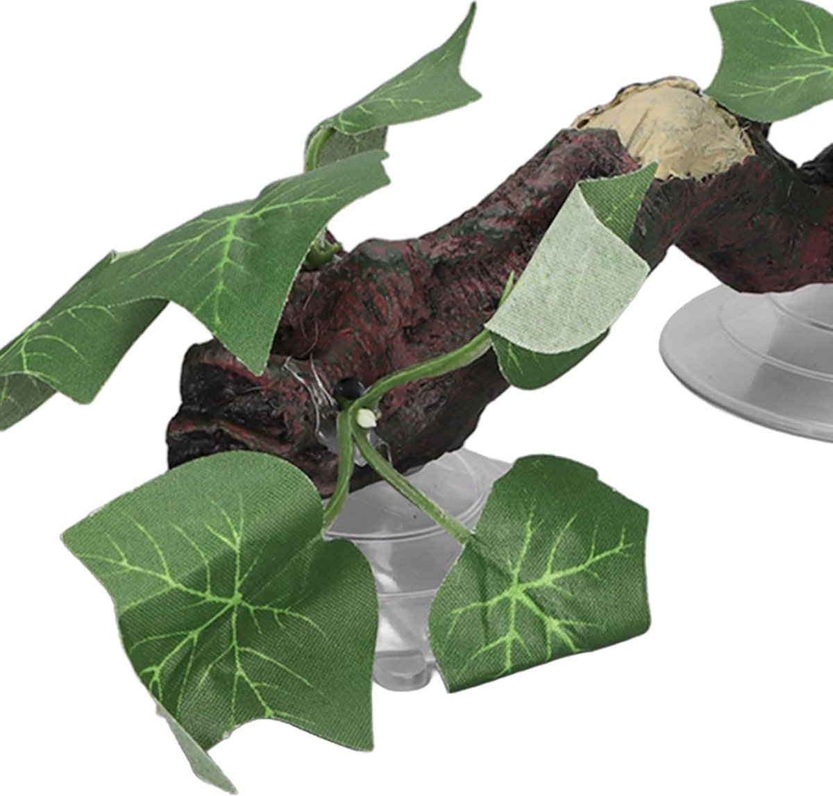 Slangenplant, reptielenplanten, klimterrariumplanten, decoratie, reptielenhoek, taksimulatie voor aquariumvissen
