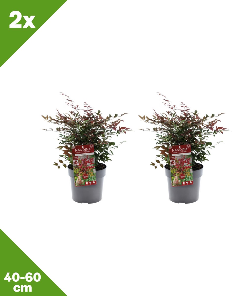 GARDENZO - 2x Nandina domestica 'Obsessed' (Hemelse bamboe), P19, 40-60 cm - Winterhard