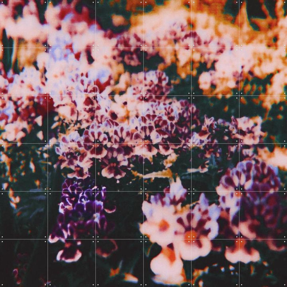 IXXI In Full Bloom, Amber Lauder - 120 x 120 cm - Gratis ophangtool - Grote wanddecoratie en posters - Kleurrijk, Fotografie, Naturalisme, Woonkamer