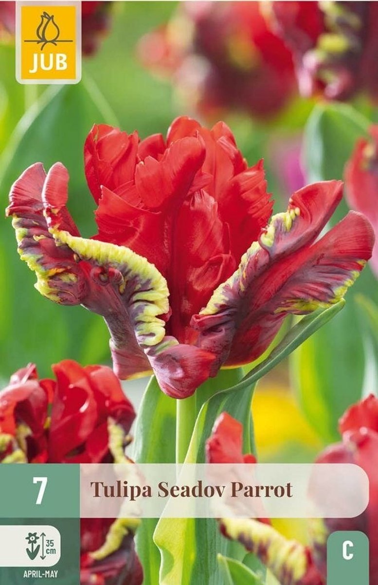 Tulipa seadov parrot 7st JUB