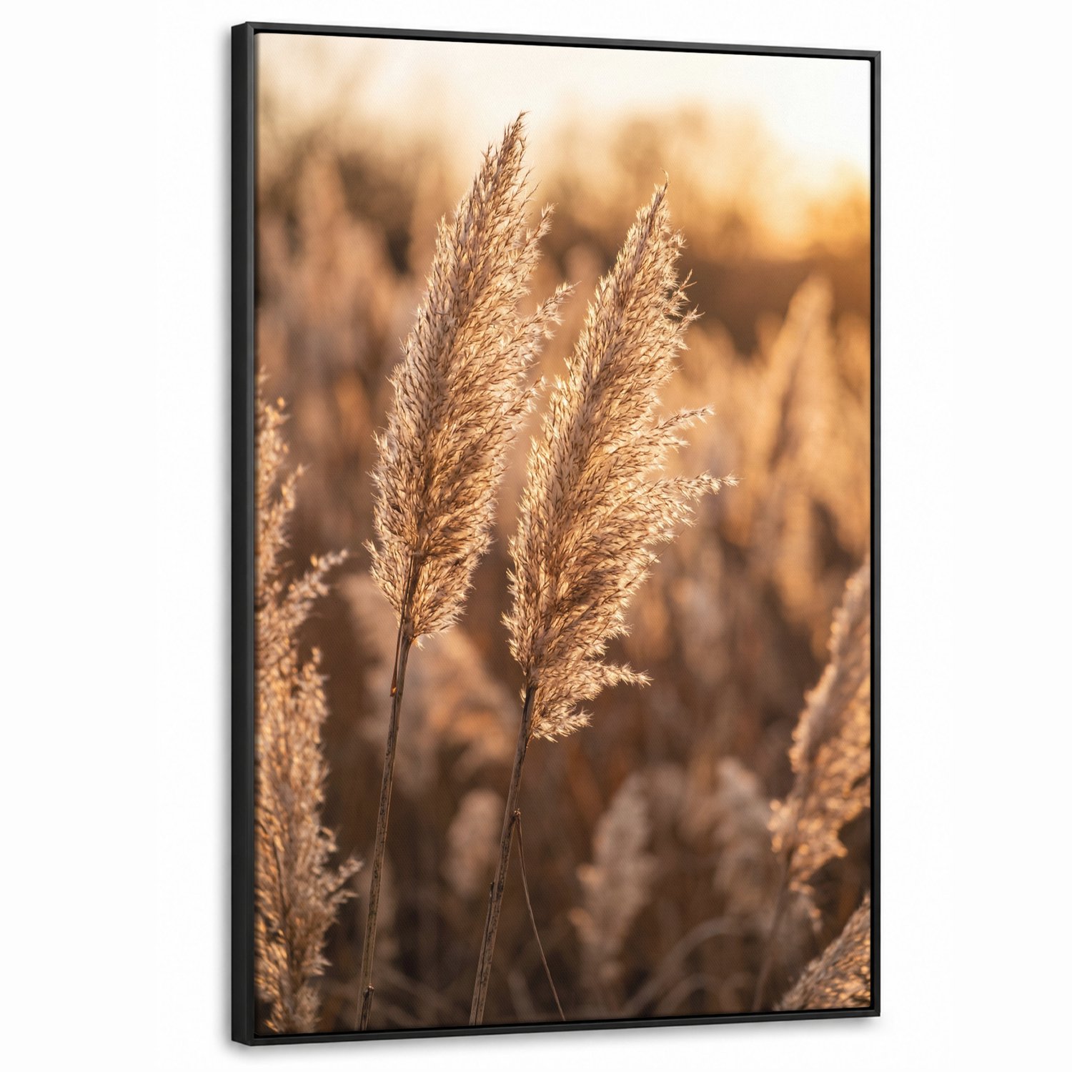 Canvas Schilderij met Baklijst XXL Canvas Schilderij met Baklijst 80x120cm - Rietpluimen - Gras - Zonsondergang - Goud - Serene - Muurdecoratie woonkamer - Slaapkamer decoratie - Kamer accessoires - Schilderijen op canvas met lijst groot