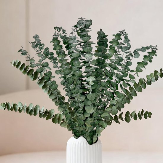 Een bos hoge, slanke eucalyptus takken met ronde, grijsgroene bladeren in een witte geribbelde vaas.