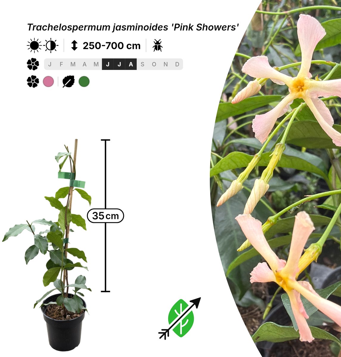 Singleplants - 20x Trachelospermum jasminoides 'Pink Showers' - Pot P9,5 - haagplant - winterhard tot -10°C