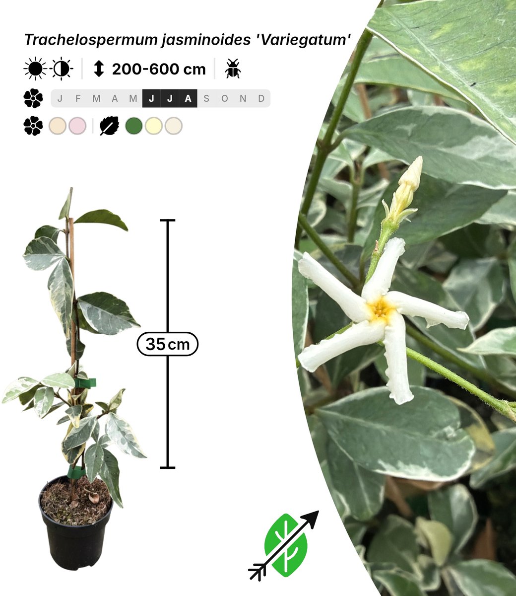 Singleplants - 12x Trachelospermum jasminoides 'Variegatum' - Pot P9,5 - klimplant - winterhard tot -10°C