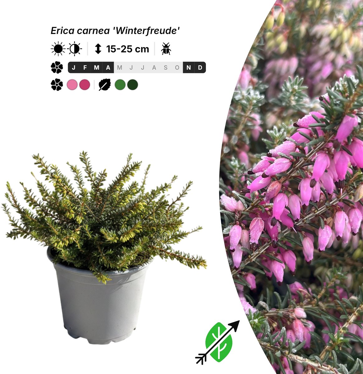 Singleplants - 6x Erica carnea 'Winterfreude' - Pot P10,5 - bodembedekker - winterhard tot -28°C