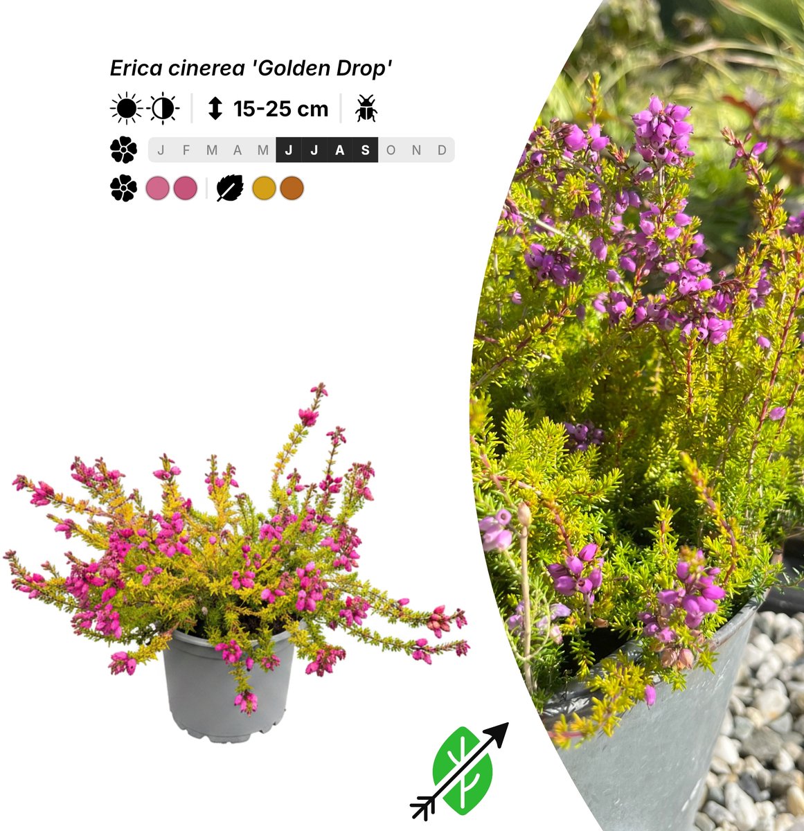 Singleplants - 10x Erica cinerea 'Golden Drop' - Pot P10,5 - bodembedekker - winterhard tot -20°C