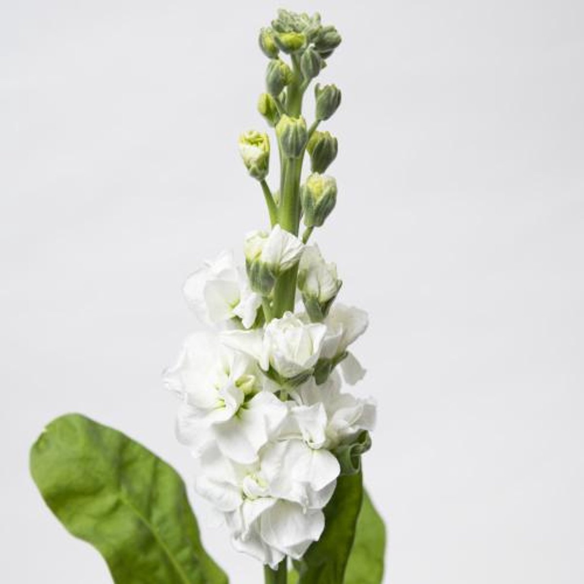 10x Matt.stox white 60cm
