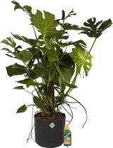 Kamerplant van Botanicly – Gatenplant incl. sierpot antraciet cilindrisch + 250 ml kunstmest als set – Hoogte: 120 cm – Monstera Deliciosa