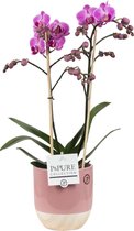 Orchidee van Botanicly – Vlinder orchidee in flamingoroze keramische pot met een hout-look als set – Hoogte: 45 cm, 2 takken, roze bloemen – Phalaenopsis Vienna