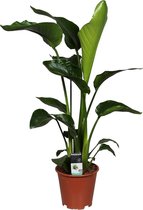 Strelitzia 'Nicolai' - Paradijsvogelplant XL - ↑ 100-110cm - Ø 21cm