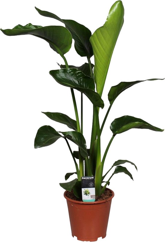Strelitzia (Paradijsvogelplant) | Plantengids Strelitzia (Paradijsvogelplant) | Plantengids