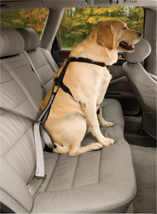 Ceinture de sécurité pour chien avec mousqueton | bol.com