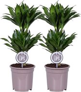 MoreLIPS® - 2 Drakenbloedbomen - in taupe kwekerspot - hoogte 50-60 cm - potdiameter: 17 cm - Dracaena deremensis Janet Craig Compacta - Your Green Present