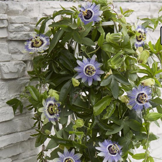 2x Passiflora 'Caerulea Duuk' - Passiebloem blauw - Set van 2 - ↑ 65-75cm - Ø 14cm