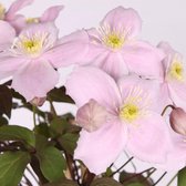 2x Clematis 'Fragrant Spring' - Bosrank roze - Set van 2 - ↑ 55-65cm - Ø 15cm