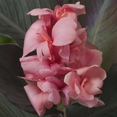 Canna - Bloemriet roze - ↑ 25-35cm - Ø 18cm