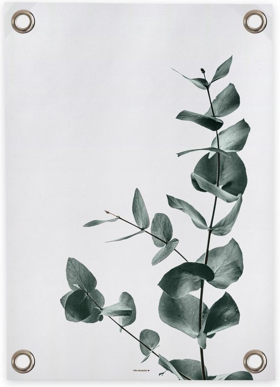 Villa Madelief Tuinposter Eucalyptus - 70x100cm - Vinyl - Tuindecoratie - Tuinschilderij - Schuttingposter - Tuindoek - Buitenposter voor in de tuin - Waterafstotend - Organische Collectie