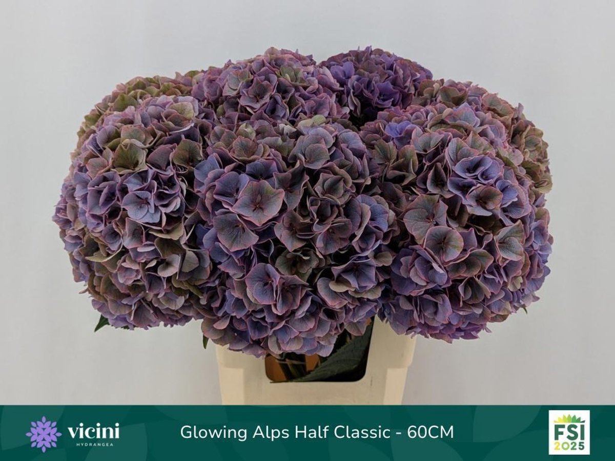5x Hydr.glowing alps paars classic 60cm