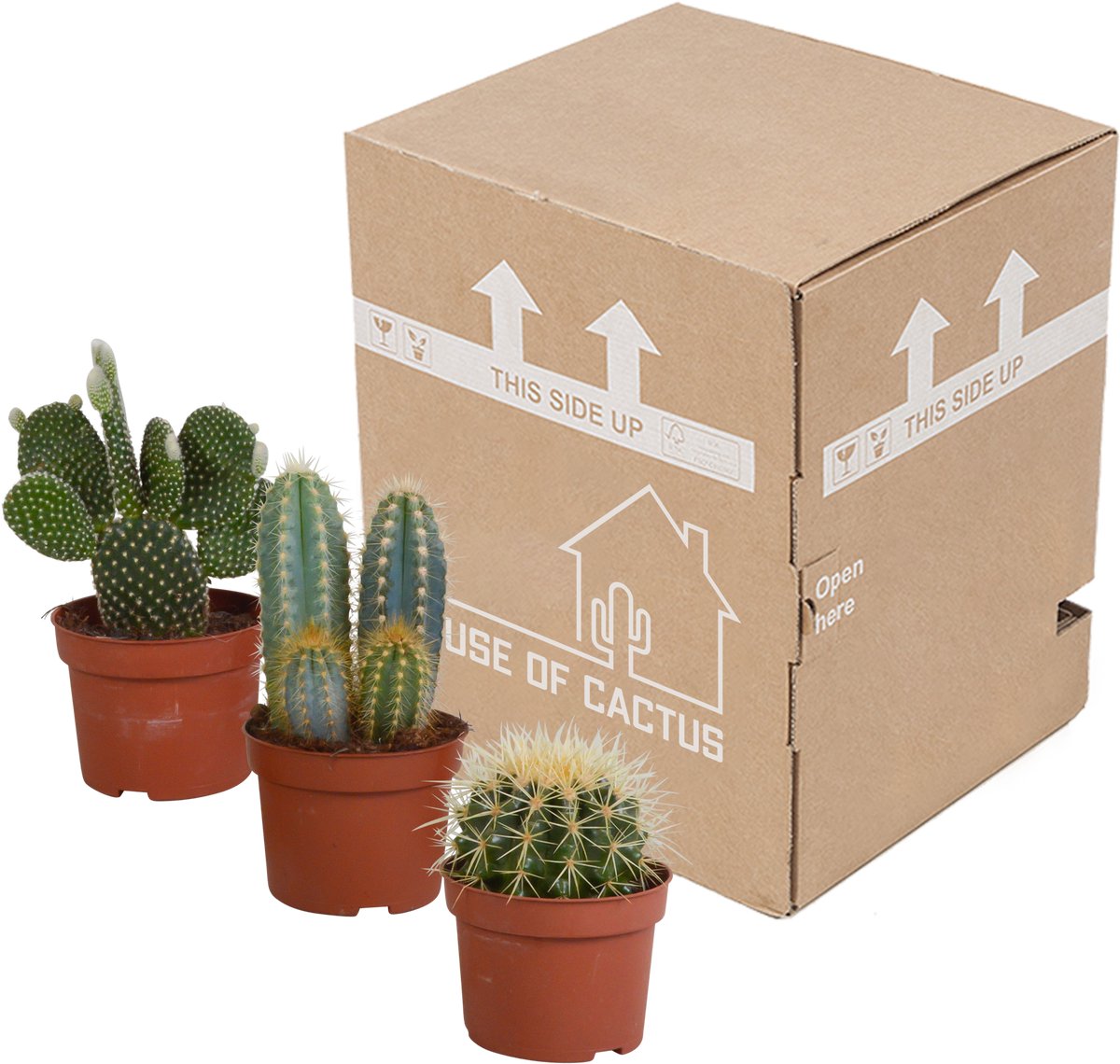 Cactus mix 10,5 cm | 3 stuks