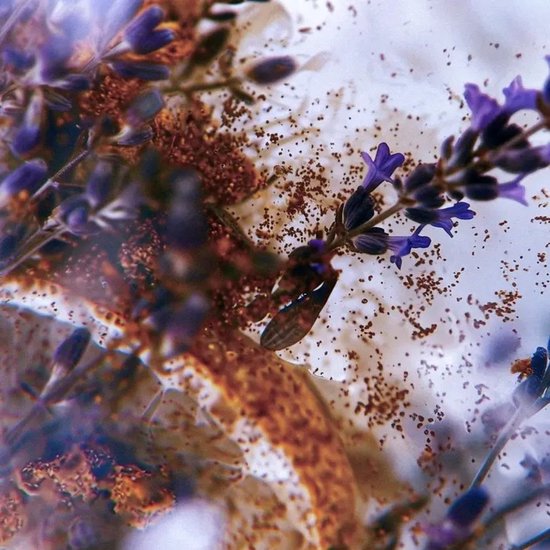 EAU DE PARFUM CHIAROSCURO 100 ML VRANJES FIRENZE