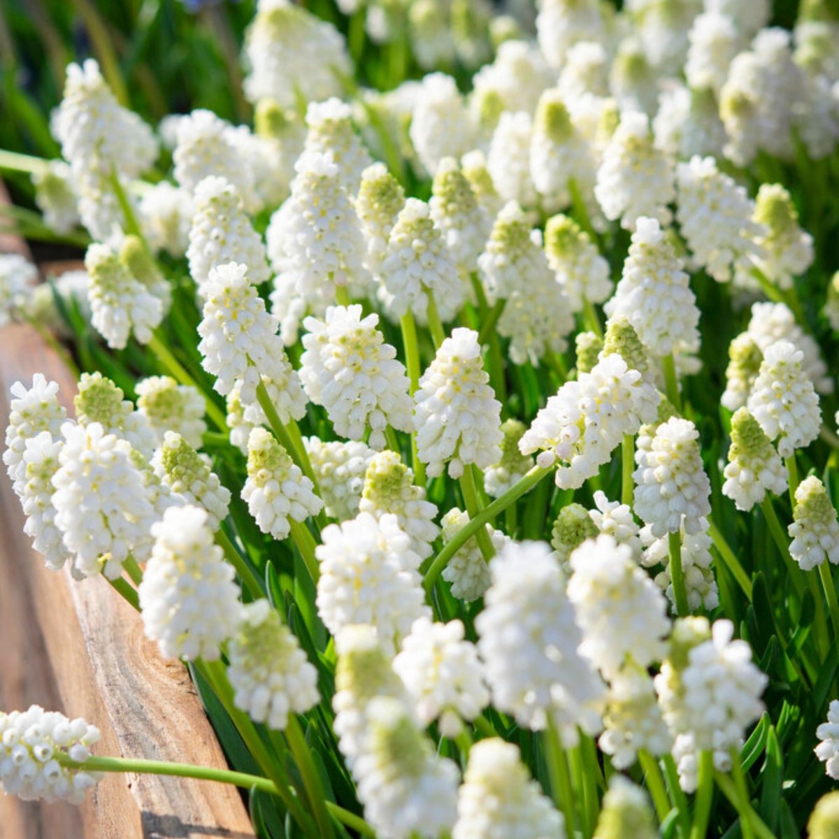 Witte druifjes (Muscari aucheri) - Blauwe Druifjes White Magic – Muscari (XL-Verpakking) - Bijen-Vlinders - Voorjaarsbollen