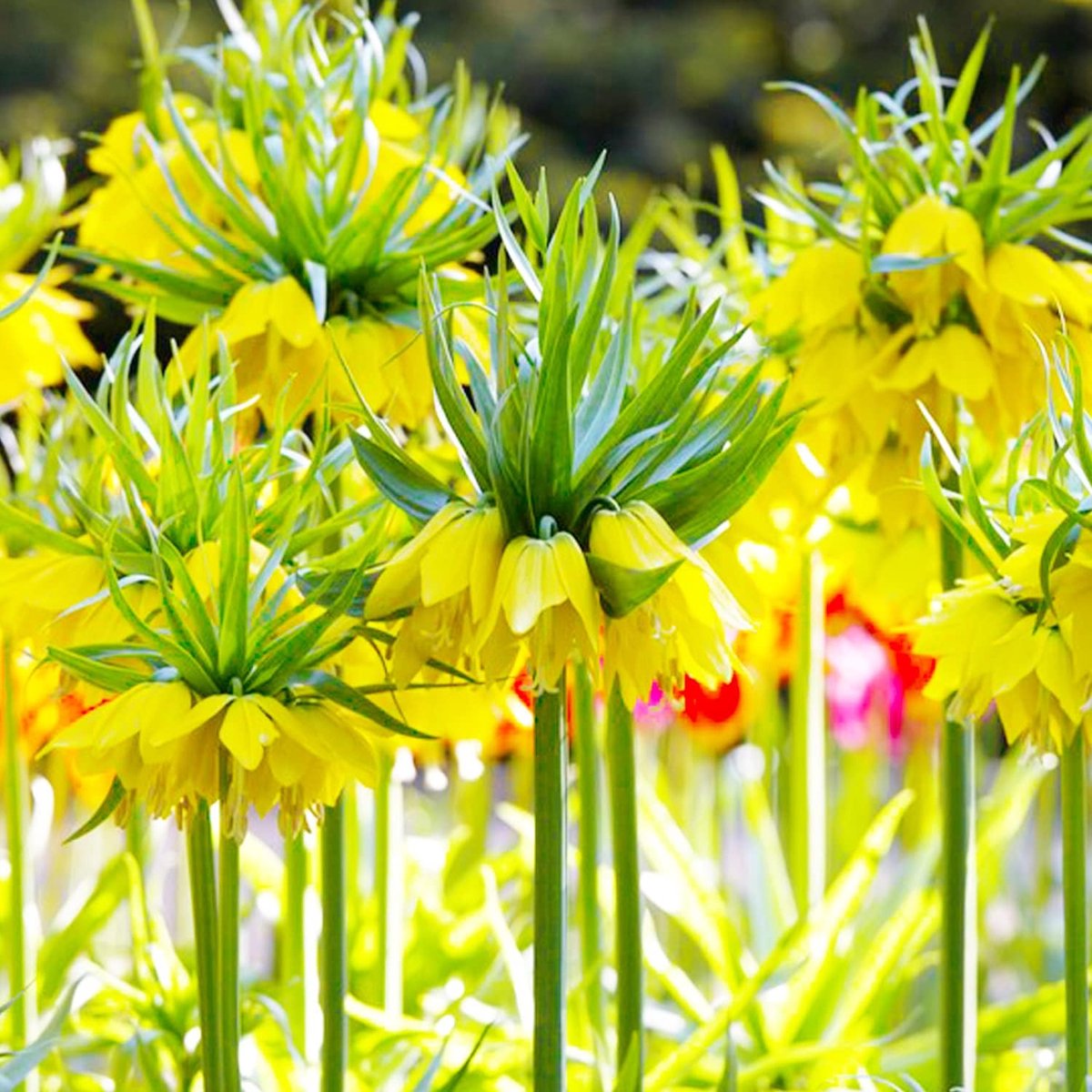 Keizerskroon Bloembollen Meerjarig - Fritillaria Imperialis Yellow - Yellow - 5 stuks - Geel - Bloem bollen Mix