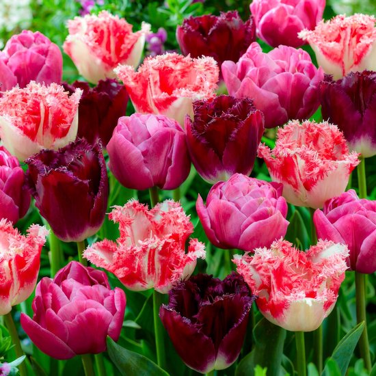 Tulipes à bulbes hollandais - Mix rouge et rose - Bulbes de fleurs - 25 pièces - Multicolore - Bulbes à Bloem - Bulbes de tulipes