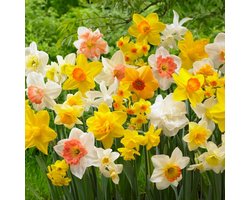 Narcissen Bloembollen Winterhard - Budget Mix - 50 stuks - Meerkleurig - Bloem Bollen Mix - Paasbloemen Meerjarig