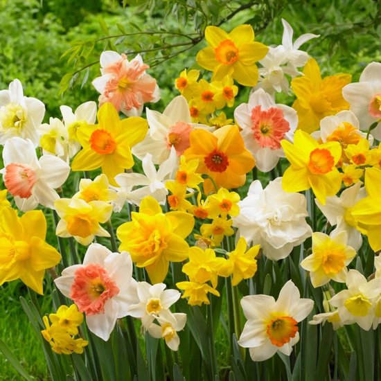 Narcissen Bloembollen Winterhard - Budget Mix - 50 stuks - Meerkleurig - Bloem Bollen Mix - Paasbloemen Meerjarig