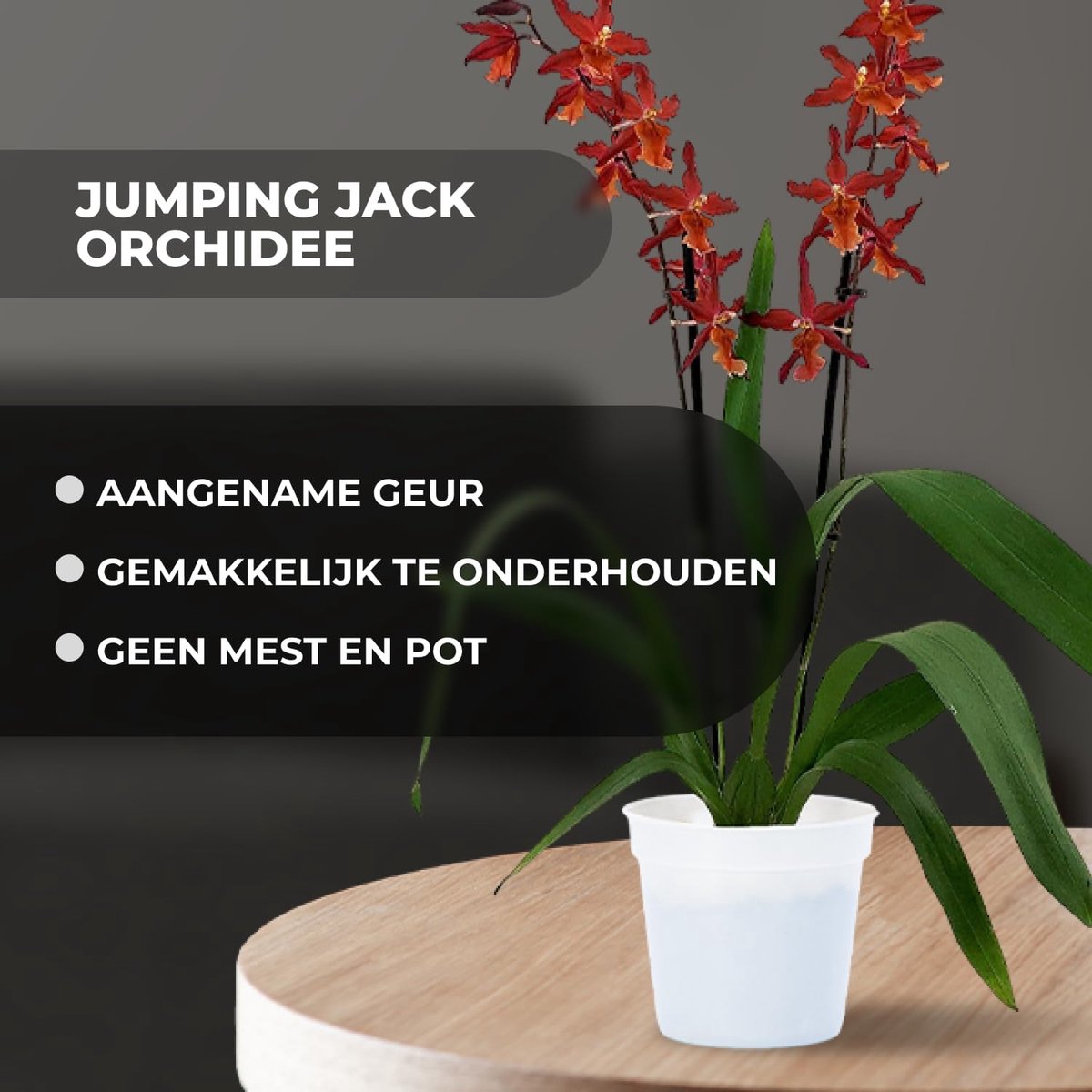 Dutch Bulbs Orchidee plant - Jumping Jack - Kamerplant voor binnen - 2 stuks - Bruin - Binnenplant
