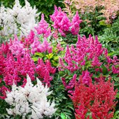 Astilbe - Buitenplant Winterhard - Mix van 5 soorten - Tuinplant - 10 stuks - Meerkleurig - Tuin Plant voor Buiten