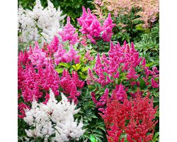 Astilbe Pluimspirea - Buitenplant Winterhard - Mix van 5 soorten - Tuinplant - 10 stuks - Meerkleurig - Tuin Plant voor Buiten