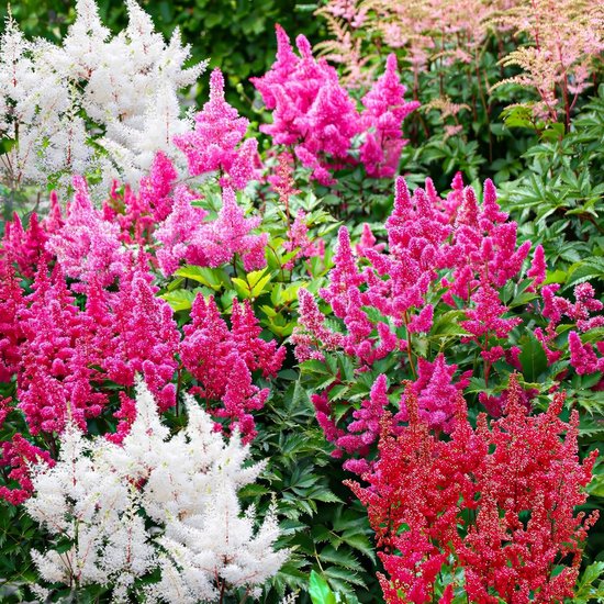 Astilbe - Buitenplant Winterhard - Mix van 5 soorten - Tuinplant - 10 stuks - Meerkleurig - Tuin Plant voor Buiten