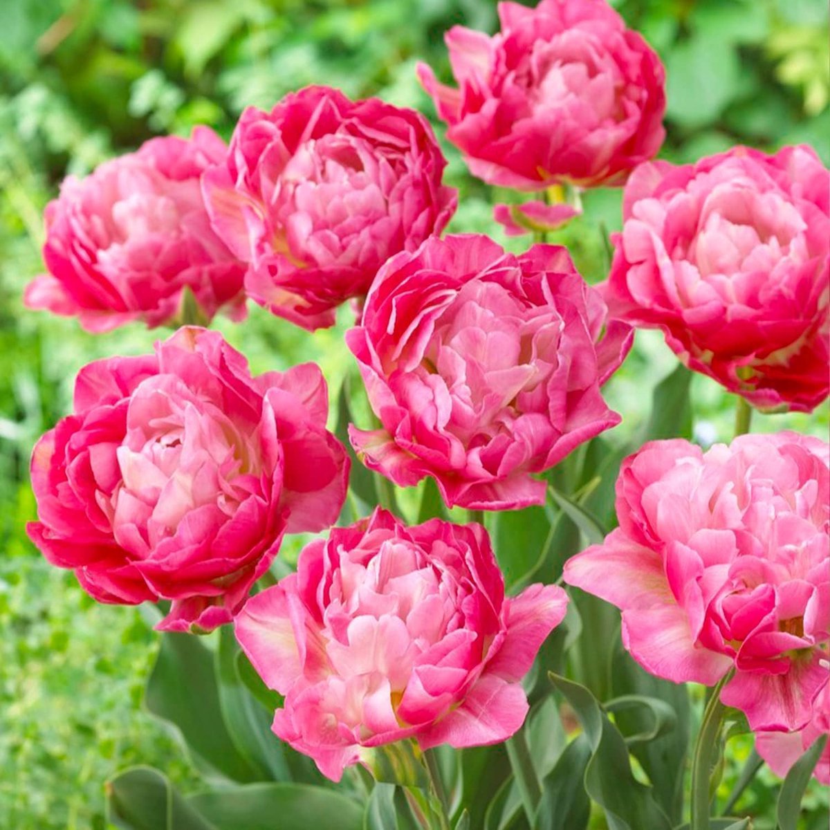 Tulpen Bloembollen Winterhard - Pink Passion - 20 stuks - Roze - Bloem Bollen Mix - Tulpenbollen Meerjarig