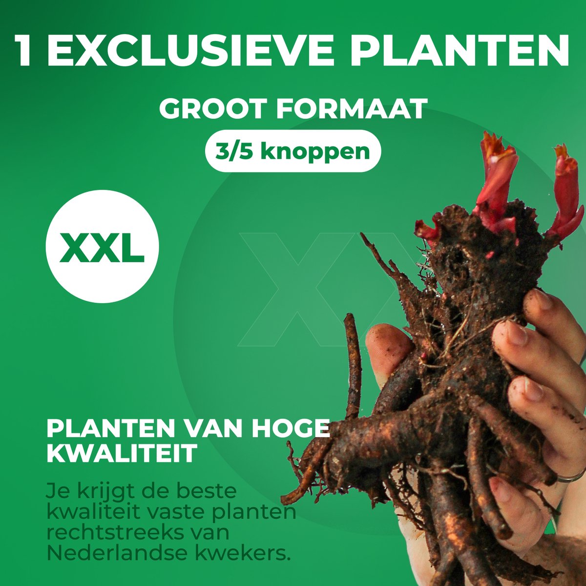 Pioenroos Itoh Wortel - Purple Passion - Tuinplant Winterhard - 1 stuk - Paars - Buitenplanten