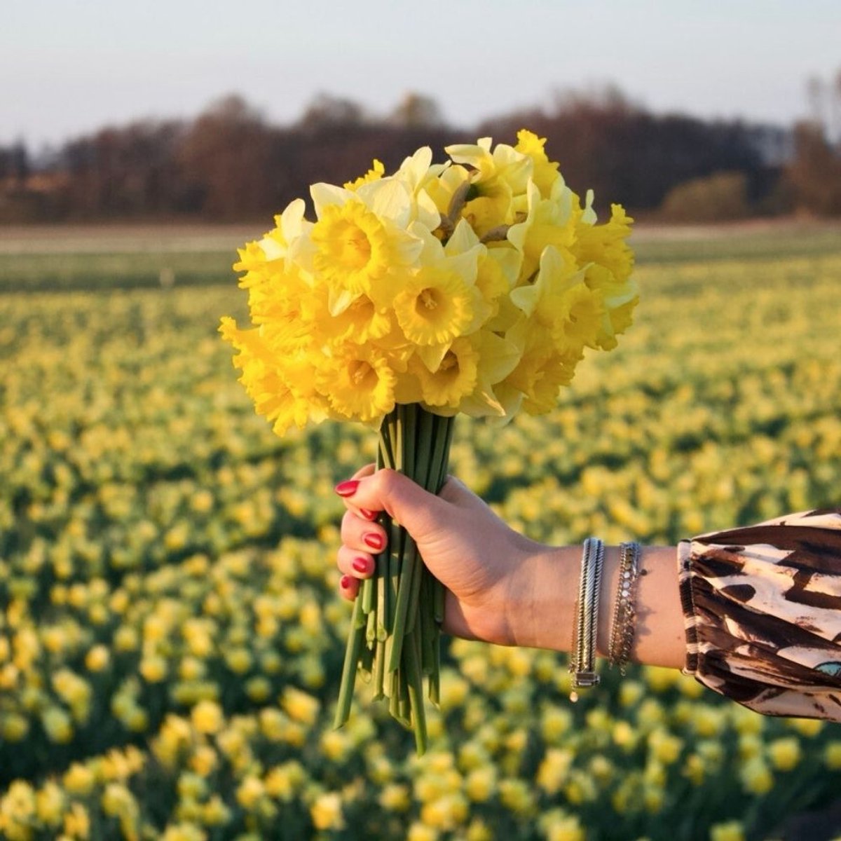 Narcissenbollen Kiss Me - 30 bloembollen - bolmaat 12/14 - geel/wit, grootbloemig, voorjaarsbloeier, winterhard - direct van de kweker - Flowerbulbs Amsterdam
