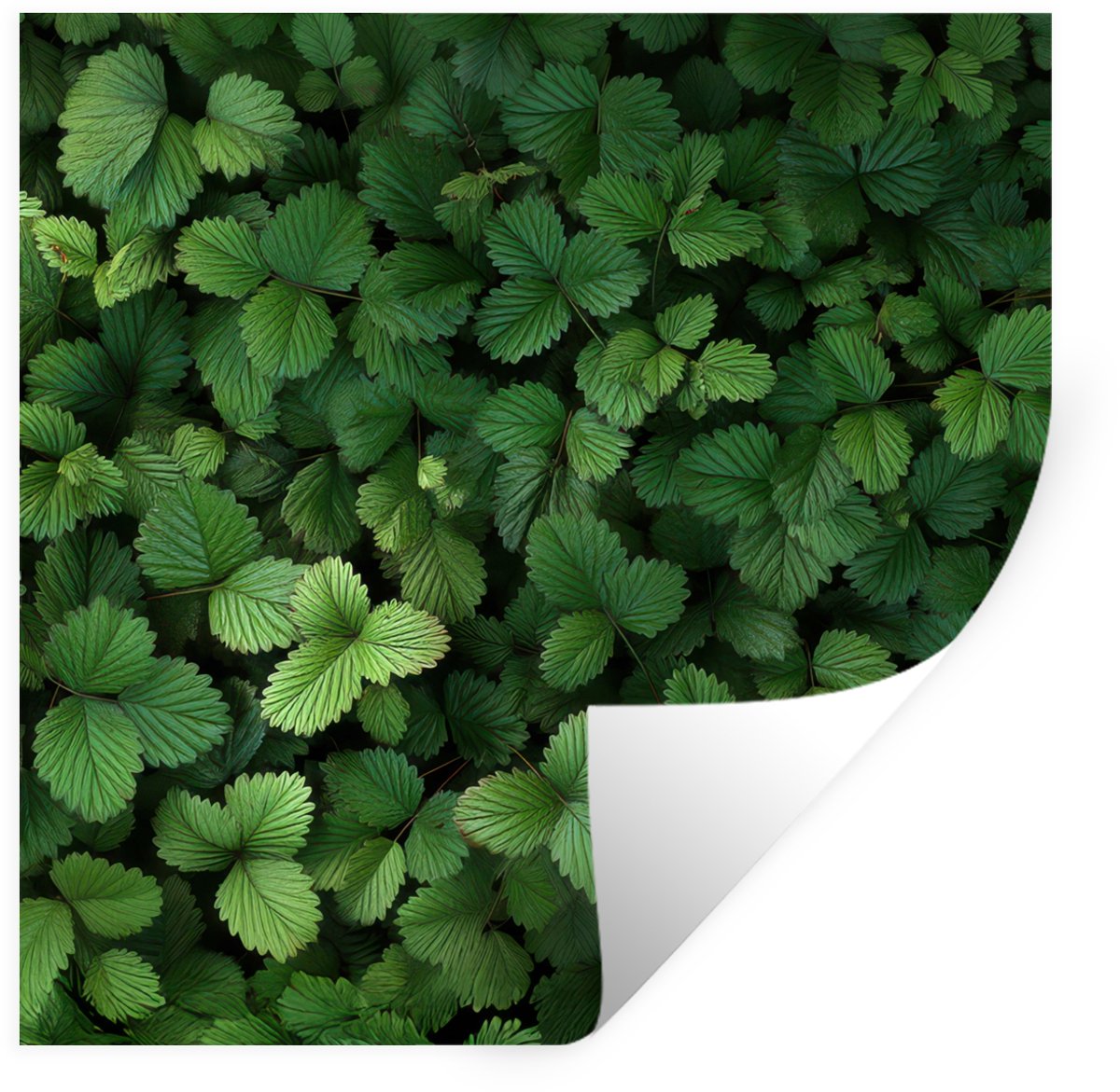 Muurstickers - Sticker Folie - Groen - Bladeren - Kartel - Zonlicht - 30x30 cm - Plakfolie