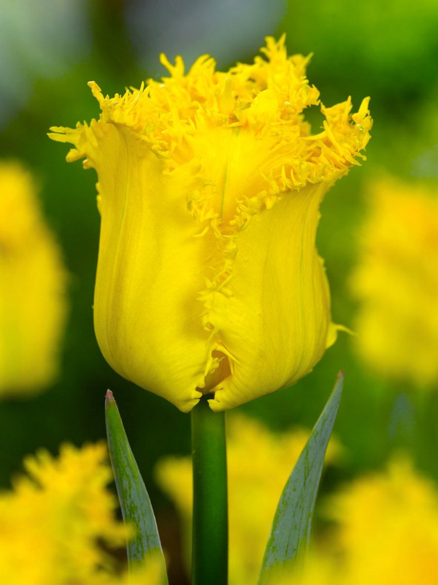 25x Tulpen 'Hamilton' - BULBi® Bloembollen met bloeigarantie